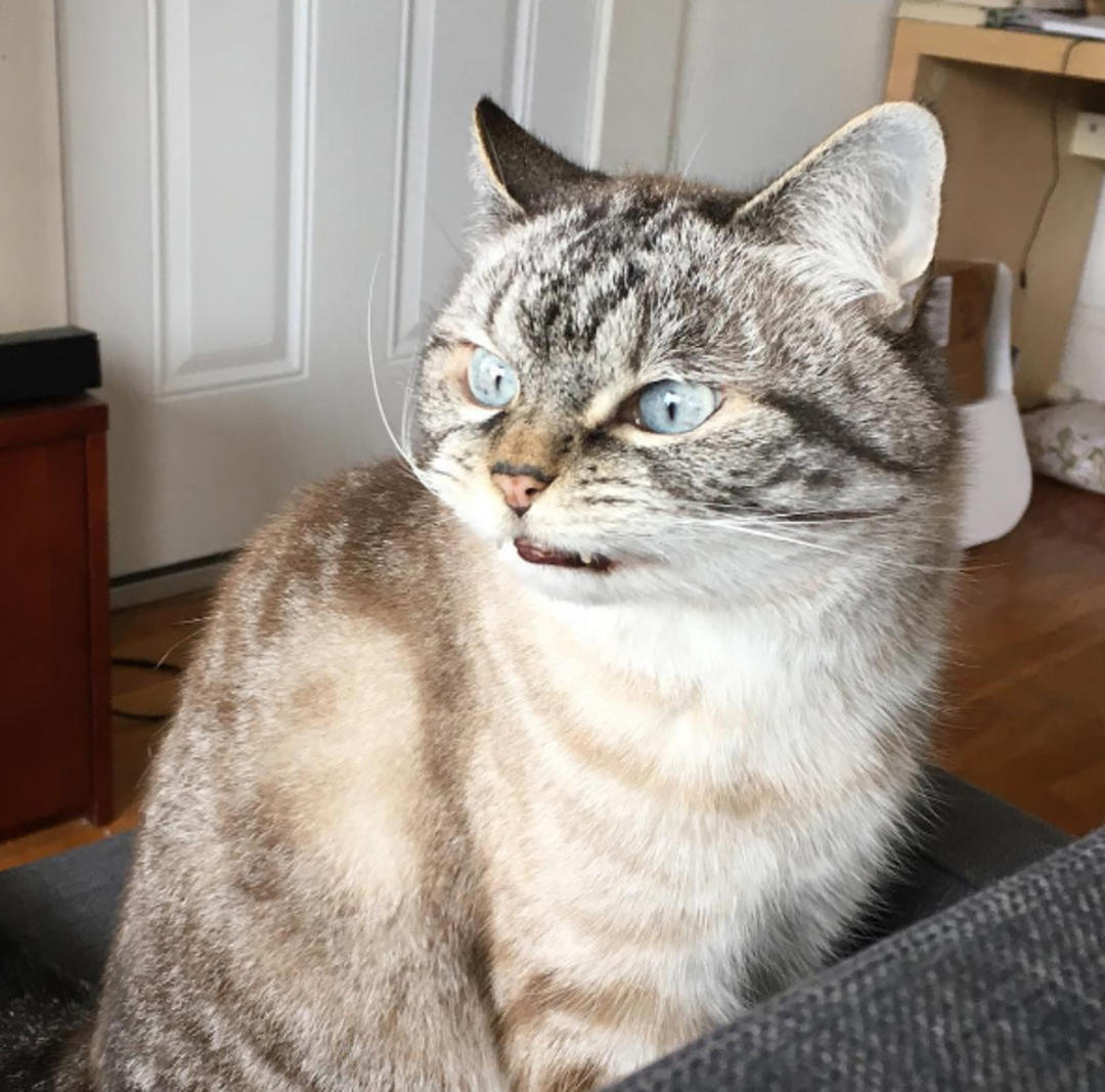 这只猫长得眉清目秀,这只猫眼神犀利无比