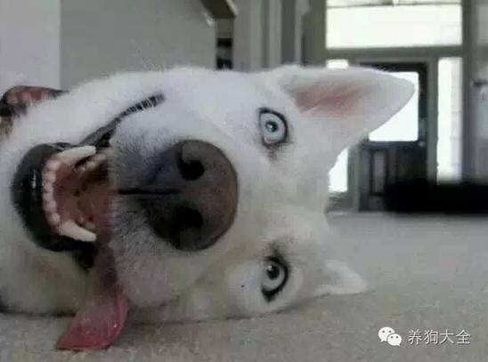 狗狗为什么总喜欢踹门,狗狗身上痒痒总挠怎么办