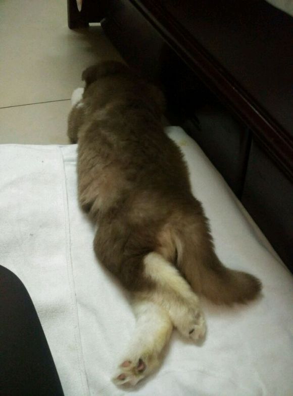 阿拉斯加8个月容易得细小么,阿拉斯加5个月得细小怎么办