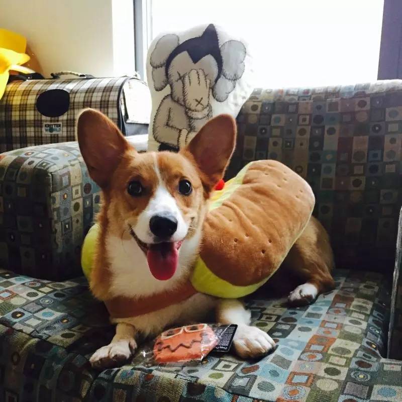 56个中美铲屎官每月花费,对,我就是这么变穷的