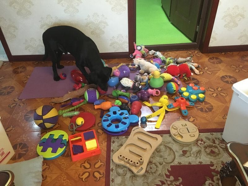 56个中美铲屎官每月花费,对,我就是这么变穷的