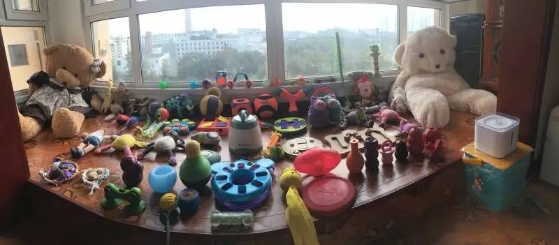 56个中美铲屎官每月花费,对,我就是这么变穷的