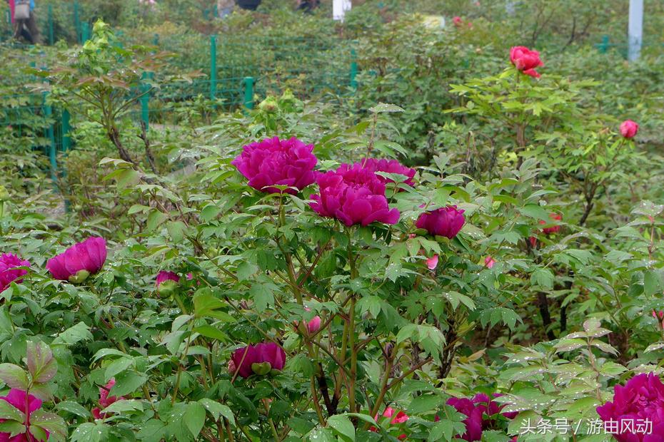 洛阳国际牡丹园门票,洛阳国际牡丹园图