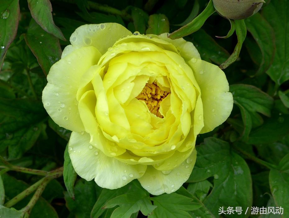 洛阳国际牡丹园门票,洛阳国际牡丹园图