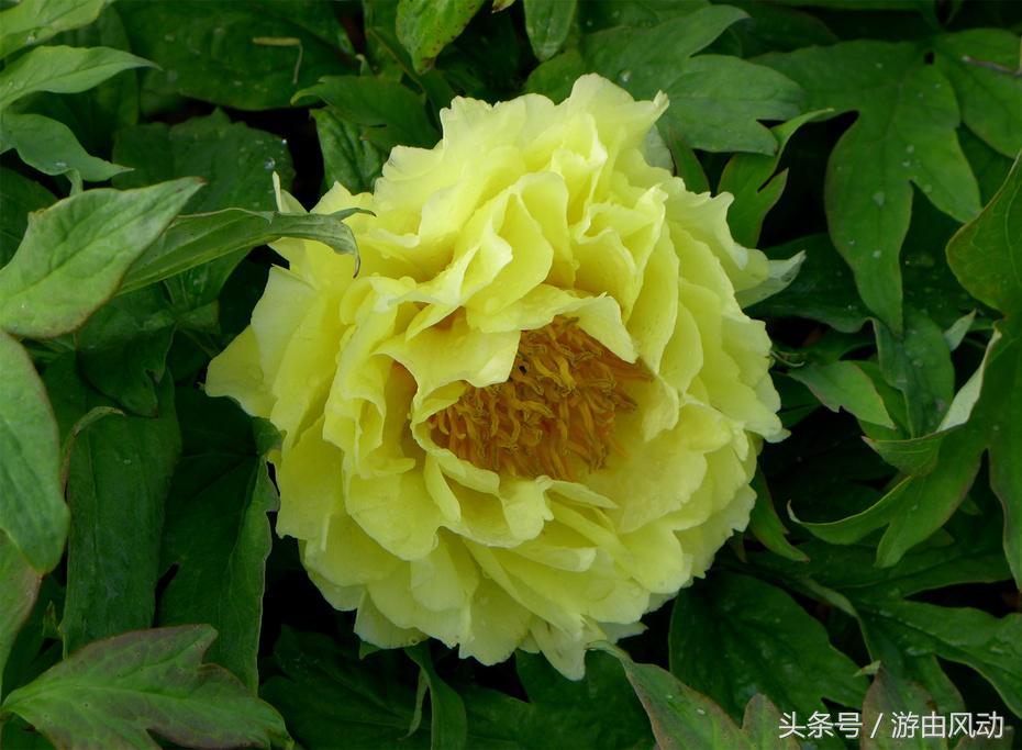 洛阳国际牡丹园门票,洛阳国际牡丹园图