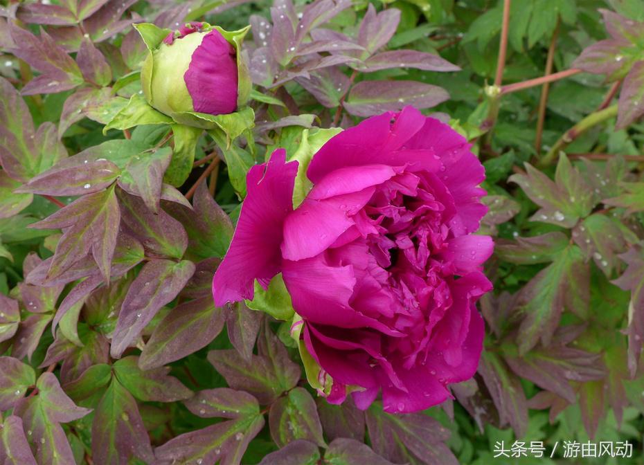 洛阳国际牡丹园门票,洛阳国际牡丹园图