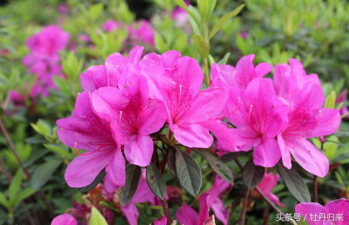 中国的十大国花中有没有彼岸花,十大国花是哪几种花