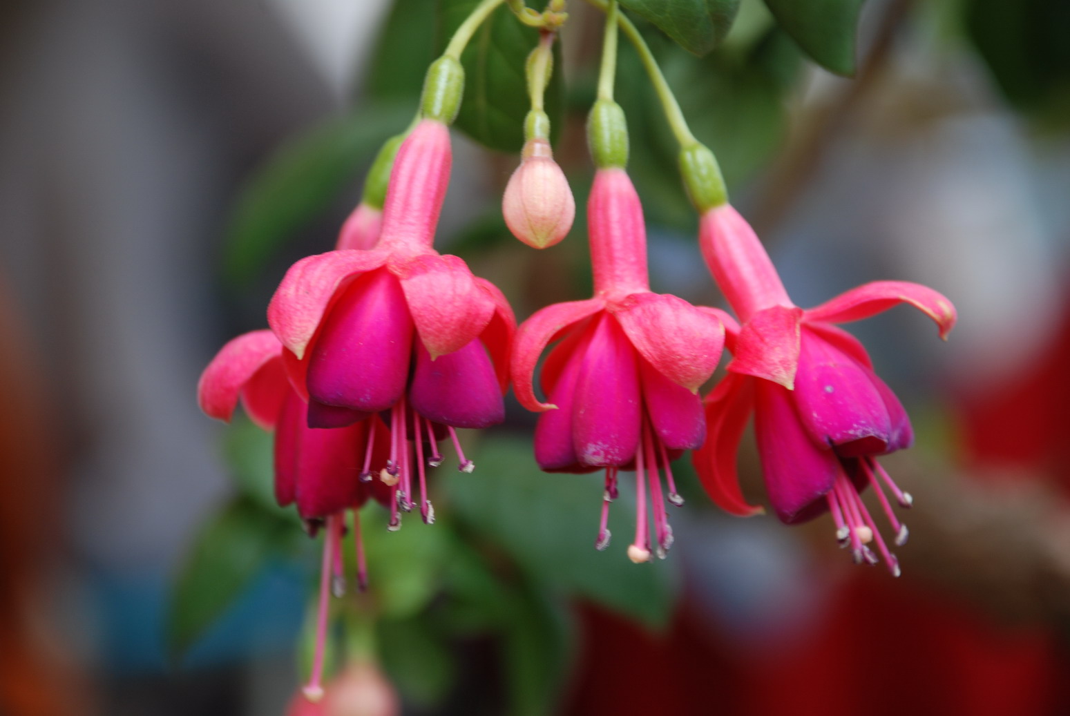 倒挂金钟古乐,倒挂金钟诗文