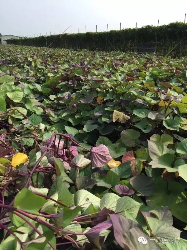 一点红最高档的红薯,正宗南沙一点红紫心红薯