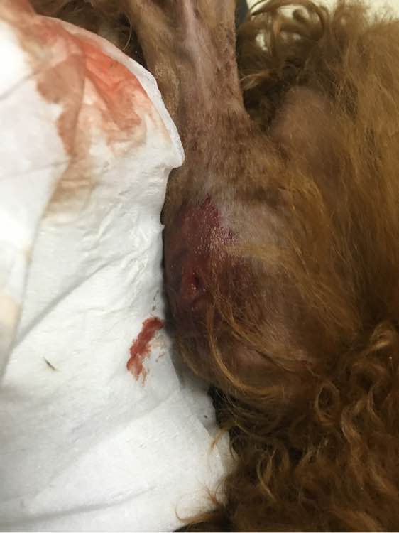 捡到了一个小狗狗宝宝,捡到一只泰迪去宠物医院怎么检查