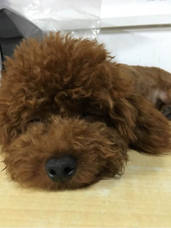 捡到了一个小狗狗宝宝,捡到一只泰迪去宠物医院怎么检查