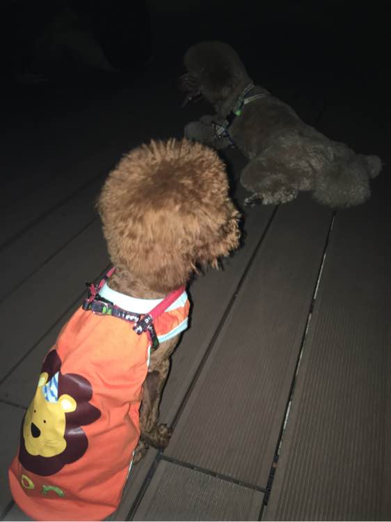 捡到了一个小狗狗宝宝,捡到一只泰迪去宠物医院怎么检查