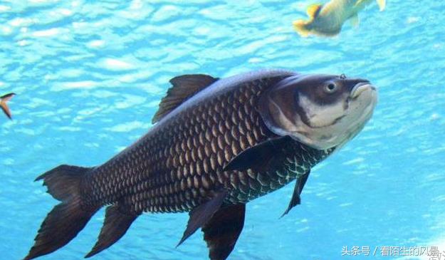 中国的代表鱼,各个国家的鱼是什么样子