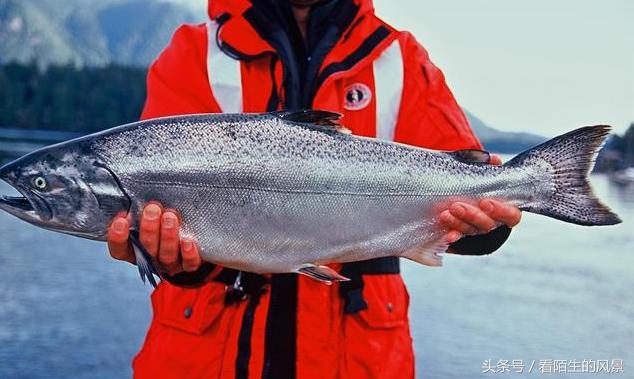 中国的代表鱼,各个国家的鱼是什么样子