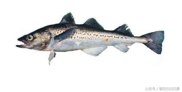 中国的代表鱼,各个国家的鱼是什么样子