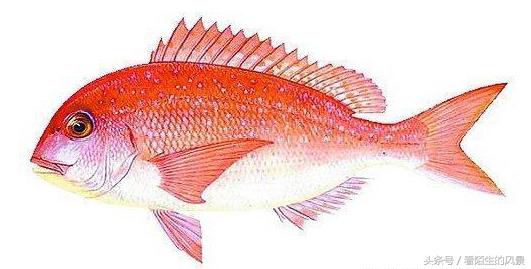 中国的代表鱼,各个国家的鱼是什么样子