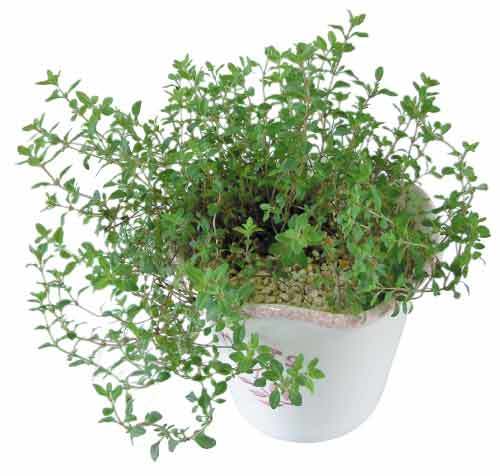 养花一花一草,花卉盆栽百里香