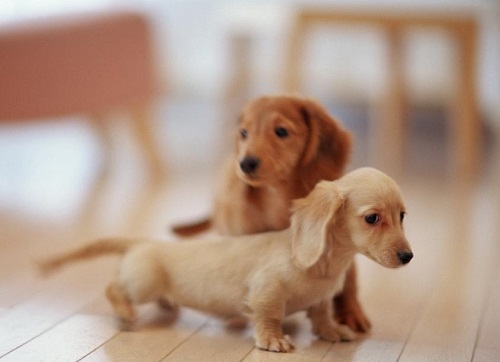 宠物狗喂做的饭和狗粮哪个好一点,宠物狗喂狗粮的正确方法