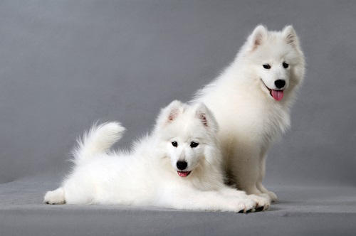 宠物狗喂做的饭和狗粮哪个好一点,宠物狗喂狗粮的正确方法