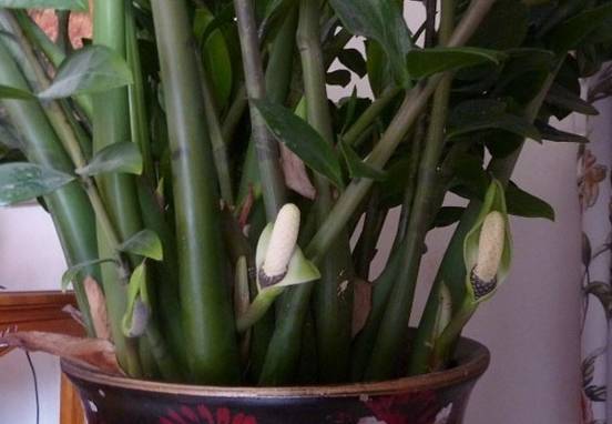 适合在家养有发财寓意的植物,客厅放什么植物寓意好又好养