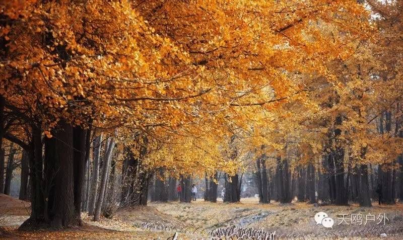河南最好的红叶银杏叶在哪 (深秋河南哪里可以看银杏)