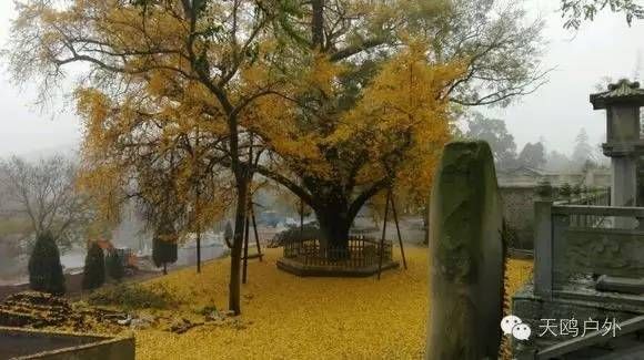 河南最好的红叶银杏叶在哪 (深秋河南哪里可以看银杏)