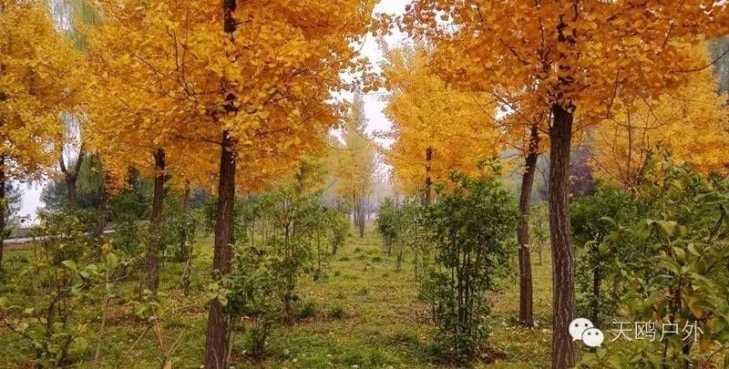 河南最好的红叶银杏叶在哪 (深秋河南哪里可以看银杏)