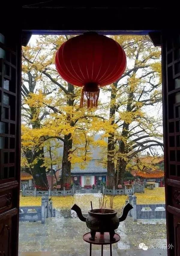 河南最好的红叶银杏叶在哪 (深秋河南哪里可以看银杏)