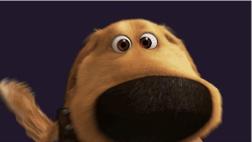 猫咪跟狗狗的生理小知识