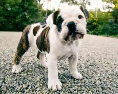 一梦谈狗:这些都不知道,别告诉我你喜欢英国斗牛犬……