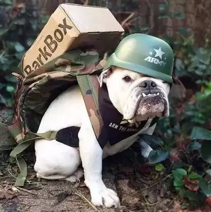 一梦谈狗:这些都不知道,别告诉我你喜欢英国斗牛犬……