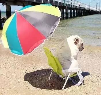 一梦谈狗:这些都不知道,别告诉我你喜欢英国斗牛犬……