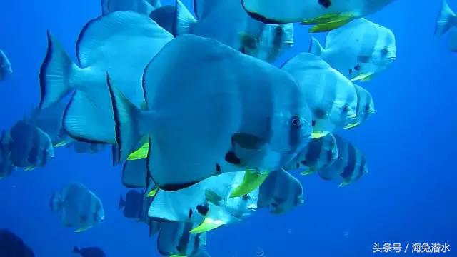 海兔解说视频大全,海兔原文