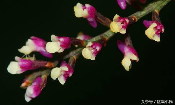 哪种兰花被认为是非常珍贵的,天下之大无奇不有的稀有兰花