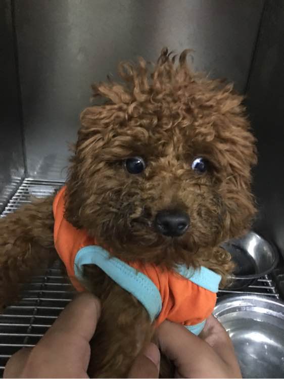 捡到了一个小狗狗宝宝,捡到一只泰迪去宠物医院怎么检查