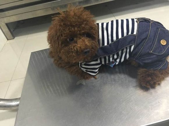 捡到了一个小狗狗宝宝,捡到一只泰迪去宠物医院怎么检查