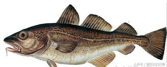 中国的代表鱼,各个国家的鱼是什么样子