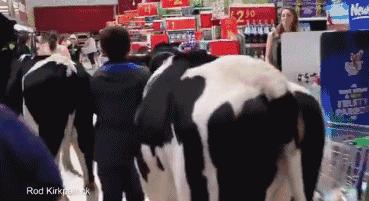 英国牛奶价格,英国的牛奶为什么便宜