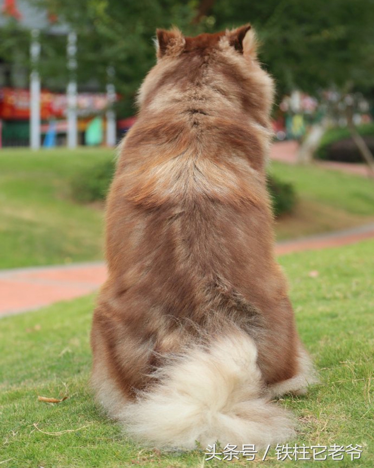 最快上车的阿拉斯加,来不及了快上车配音