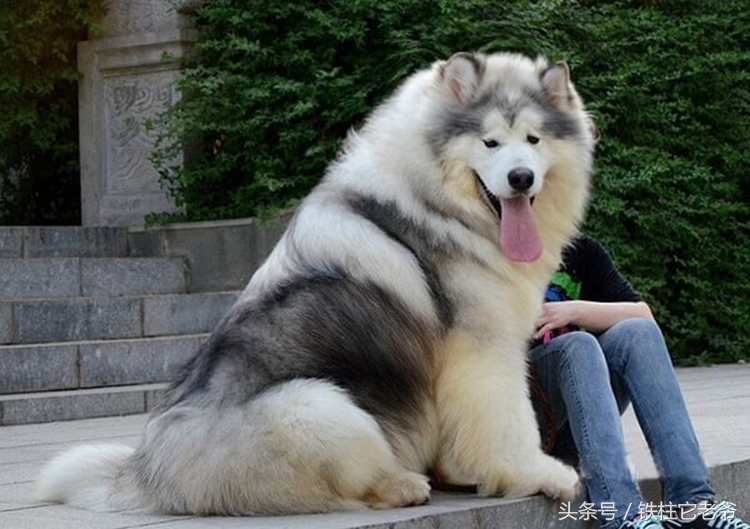 最快上车的阿拉斯加,来不及了快上车配音