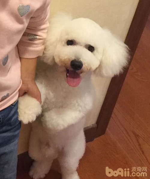 自己在家给比熊犬美容,带比熊去美容