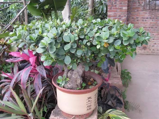 适合在家养有发财寓意的植物,客厅放什么植物寓意好又好养