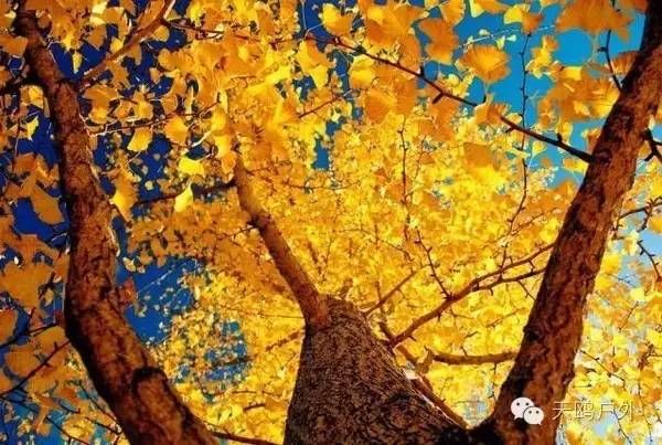 河南最好的红叶银杏叶在哪 (深秋河南哪里可以看银杏)