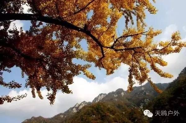 河南最好的红叶银杏叶在哪 (深秋河南哪里可以看银杏)