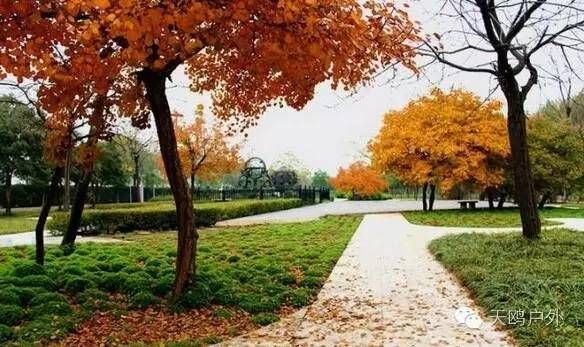 河南最好的红叶银杏叶在哪 (深秋河南哪里可以看银杏)