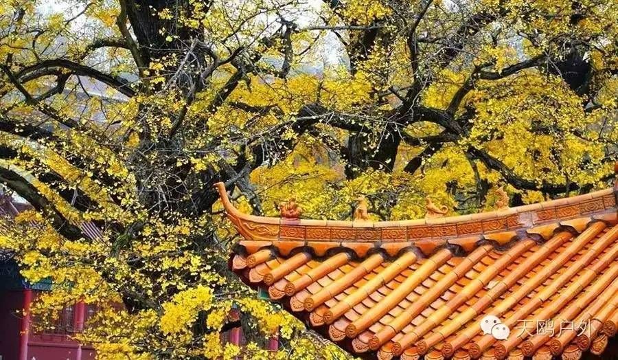 河南最好的红叶银杏叶在哪 (深秋河南哪里可以看银杏)