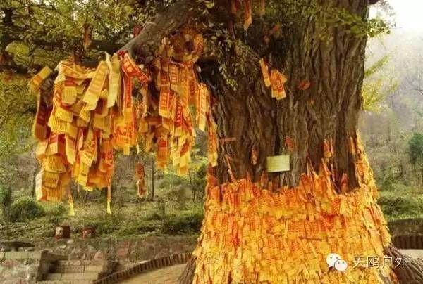 河南最好的红叶银杏叶在哪 (深秋河南哪里可以看银杏)