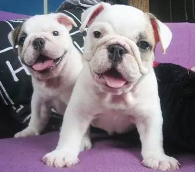 一梦谈狗:这些都不知道,别告诉我你喜欢英国斗牛犬……