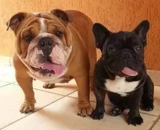 一梦谈狗:这些都不知道,别告诉我你喜欢英国斗牛犬……