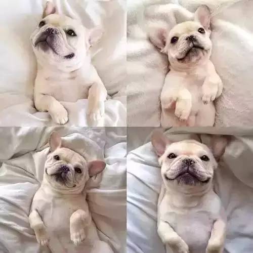 一梦谈狗:这些都不知道,别告诉我你喜欢英国斗牛犬……